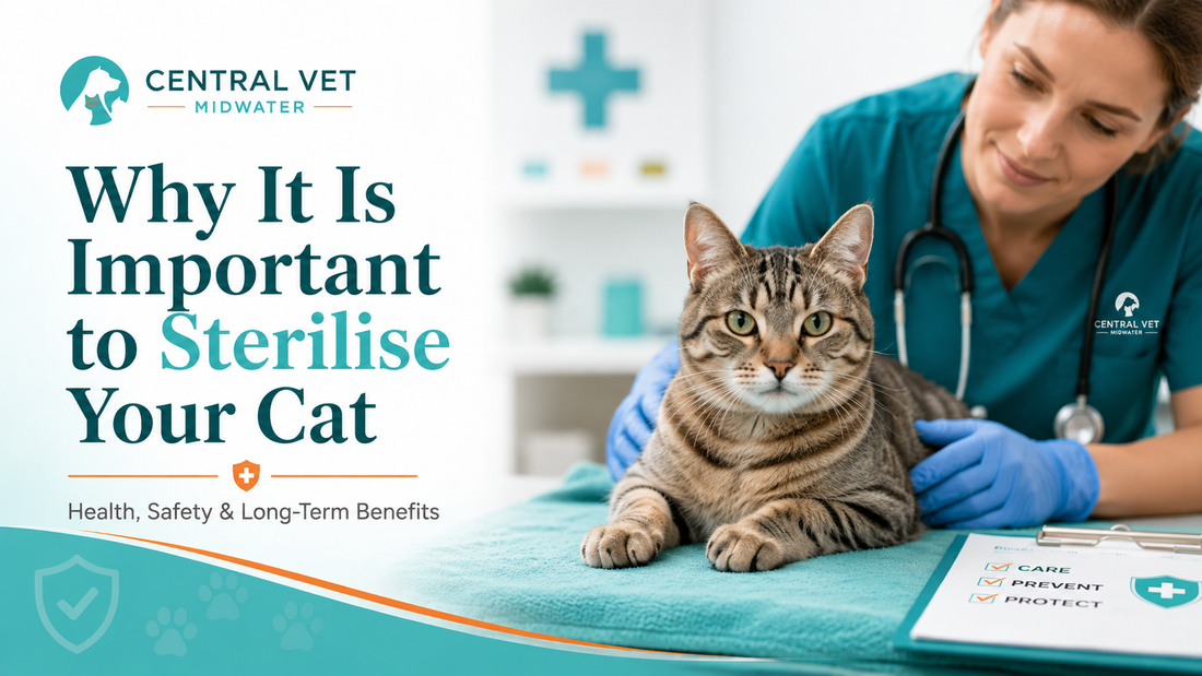 Why it is important to sterilise your cat, Central Vet Midwater