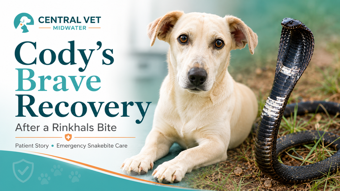 Cody’s brave recovery after a rinkhals bite at Central Vet Midwater