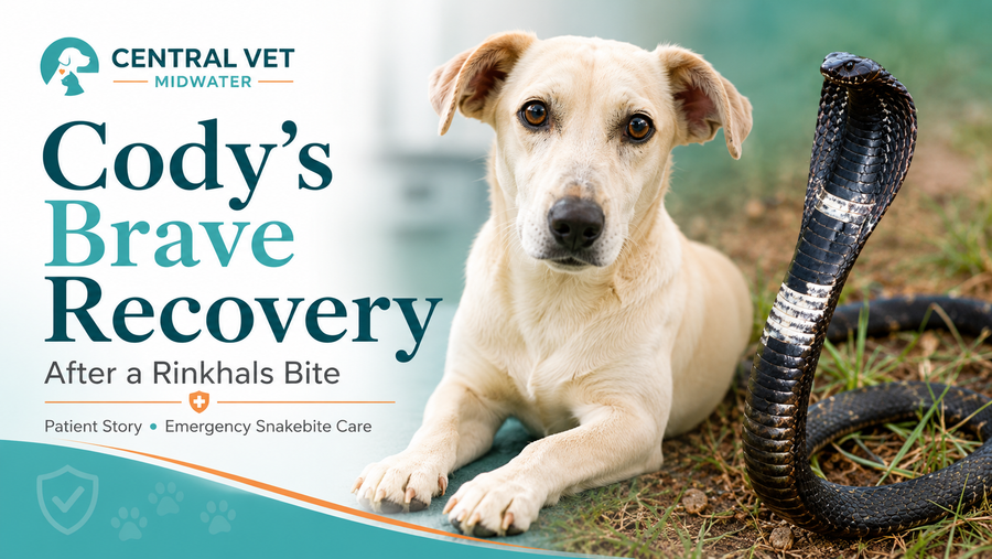 Cody’s brave recovery after a rinkhals bite at Central Vet Midwater