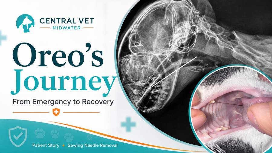 Oreo’s journey from emergency to recovery at Central Vet Midwater